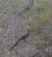 Corythaixoides concolor concolor