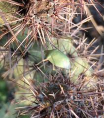 Chlorochroa opuntiae