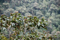 Miconia latifolia