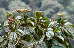 Miconia latifolia