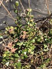 Baccharis pilularis consanguinea