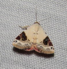 Eublemma ecthaemata