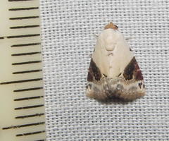 Eublemma ecthaemata