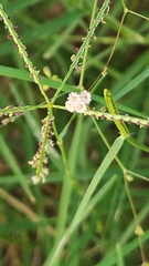Boerhavia erecta