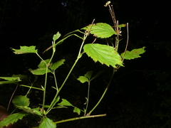 Rubus meracus
