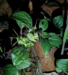 Acanthomintha lanceolata