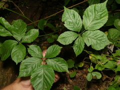 Rubus meracus