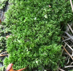 Dicranum flagellare