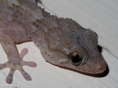 Tarentola angustimentalis