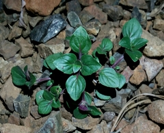 Acanthomintha lanceolata