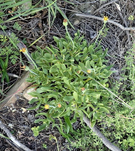Othonna arborescens