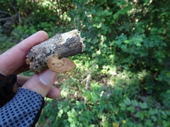 Gloeophyllum striatum