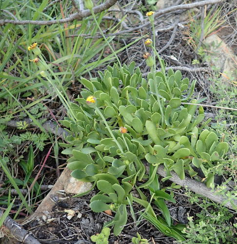 Othonna arborescens
