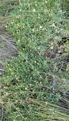 Othonna arborescens