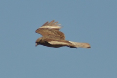 Daptrius chimango