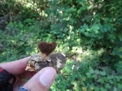 Gloeophyllum striatum