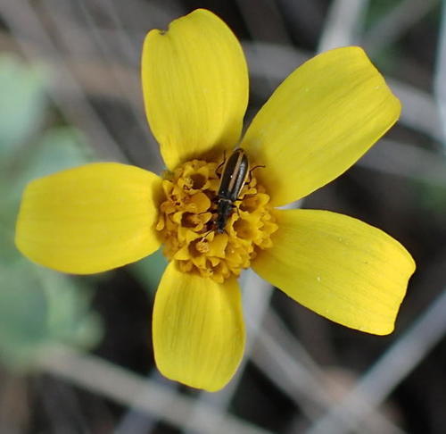 Othonna arborescens