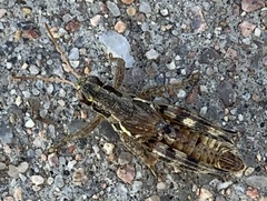 Melanoplus fasciatus