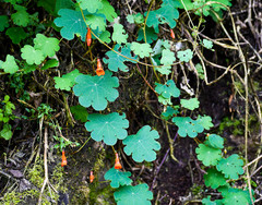 Tropaeolum tuberosum