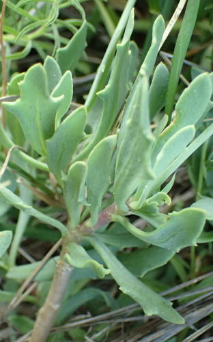 Othonna arborescens