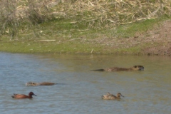 Myocastor coypus