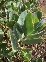 Kalanchoe marmorata