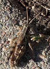 Melanoplus fasciatus