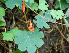 Tropaeolum tuberosum
