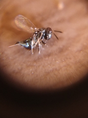 Anisopteromalus calandrae