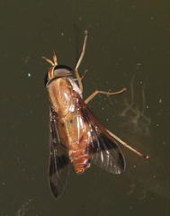 Tabanocella