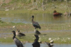 Plegadis chihi
