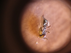 Anisopteromalus calandrae