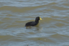 Fulica armillata