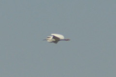 Egretta thula