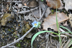 Gentiana aquatica pseudoaquatica