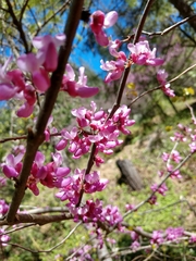 Cercis occidentalis