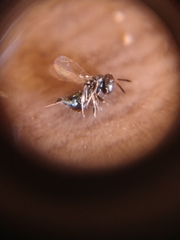 Anisopteromalus calandrae