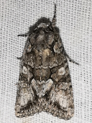 Dryobotodes monochroma