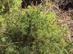 Juniperus navicularis