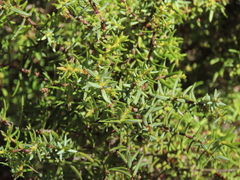 Juniperus navicularis