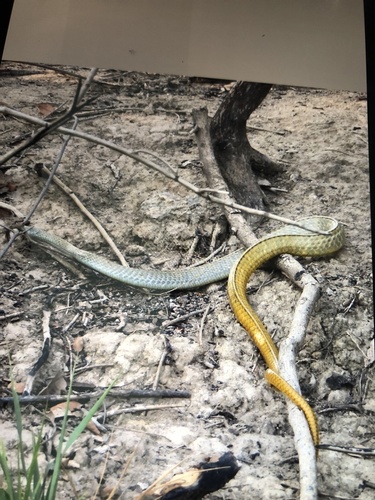 Photo of a Chironius laurenti (Chironius laurenti)