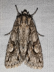 Meganephria bimaculosa