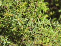 Juniperus navicularis
