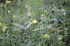 Vigna luteola