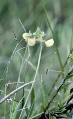 Vigna luteola