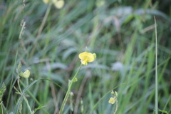 Vigna luteola