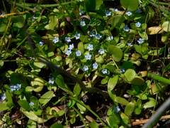 Myosotis sicula