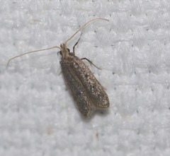 Lecithocera imprudens