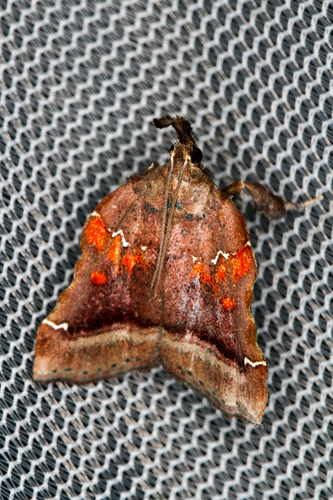 Trumpet Vine Moth photo 5