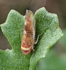 Colladonus montanus